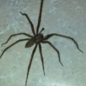 Meet your Posher, Altamese